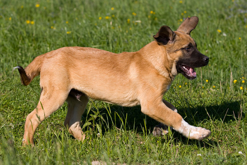 Воспитание испанского мастифа начинают с детства