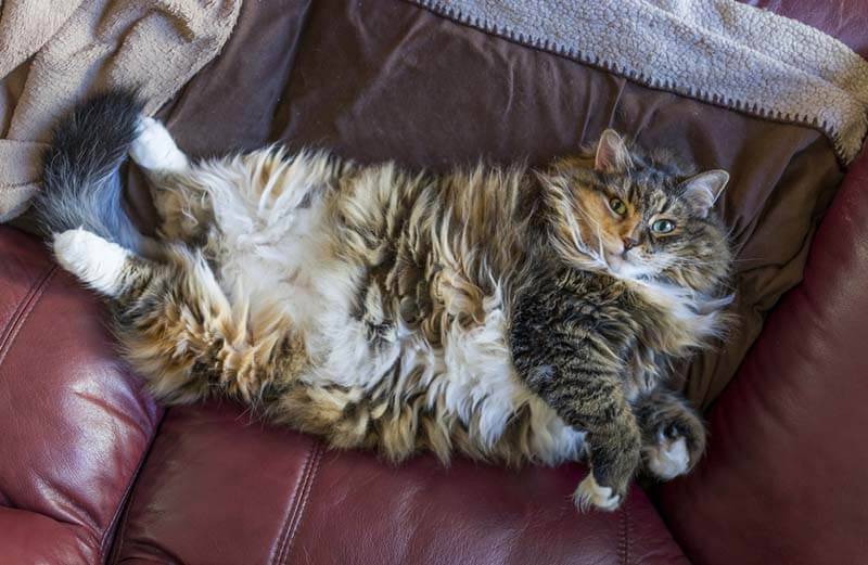 Вздутый и твердый живот у кошки или кота: что делать при вздутии?