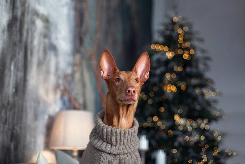 фараонова собака на фоне новогодней ёлки