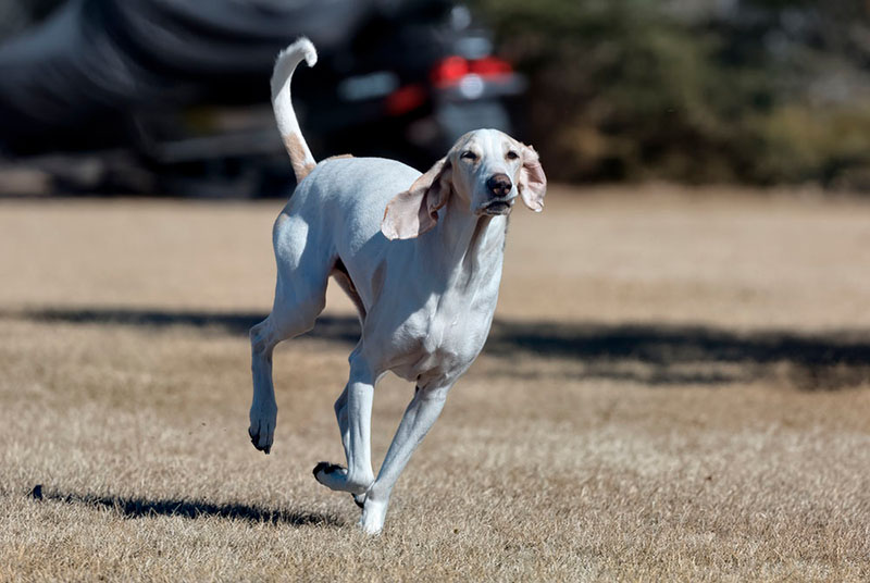 Порселен на прогулке