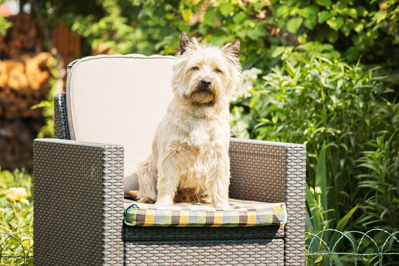 Керн-терьер сидит в кресле