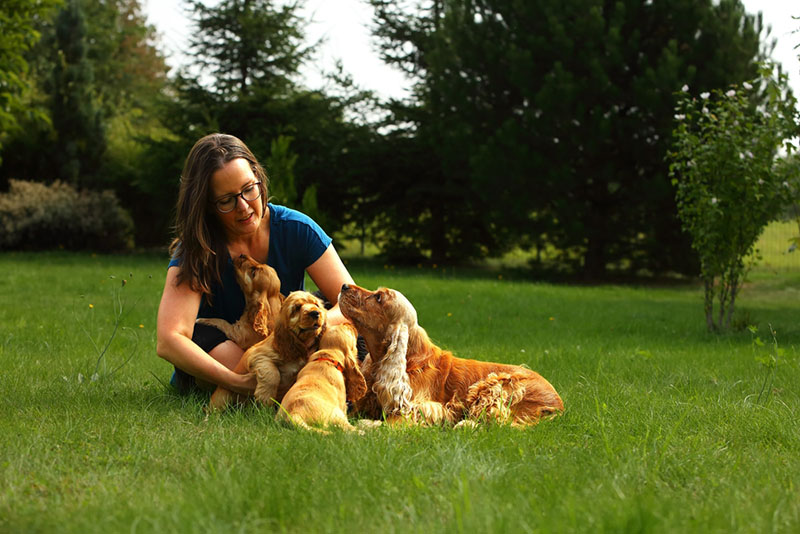 по отзывам владельцев английские кокер-спаниели нуждаются в прогулках не менее двух часов ежедневно