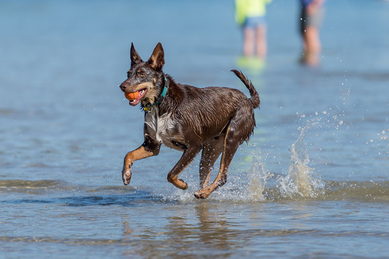 Келпи очень активны