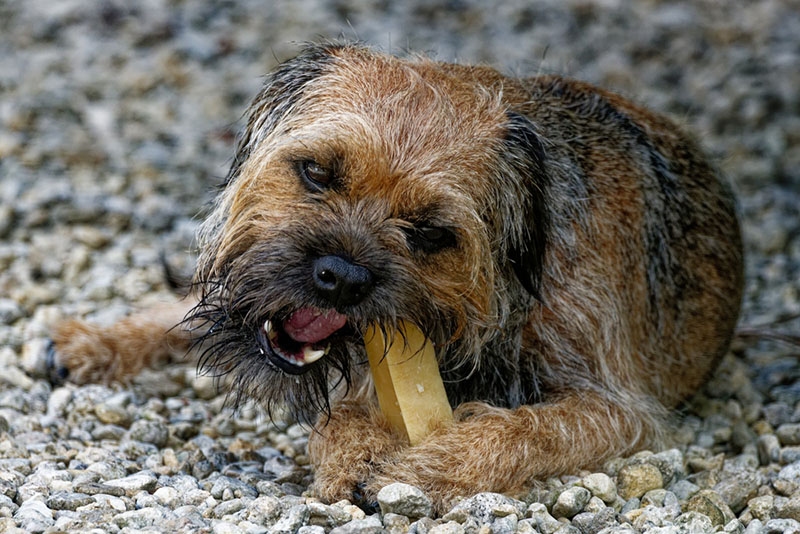 Бордер-терьер жует угощение