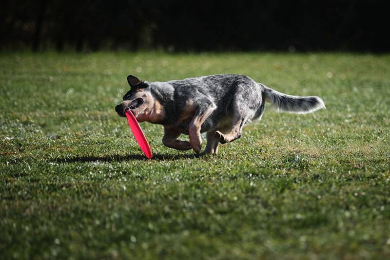 Активная австралийская пастушья собака прыгает
