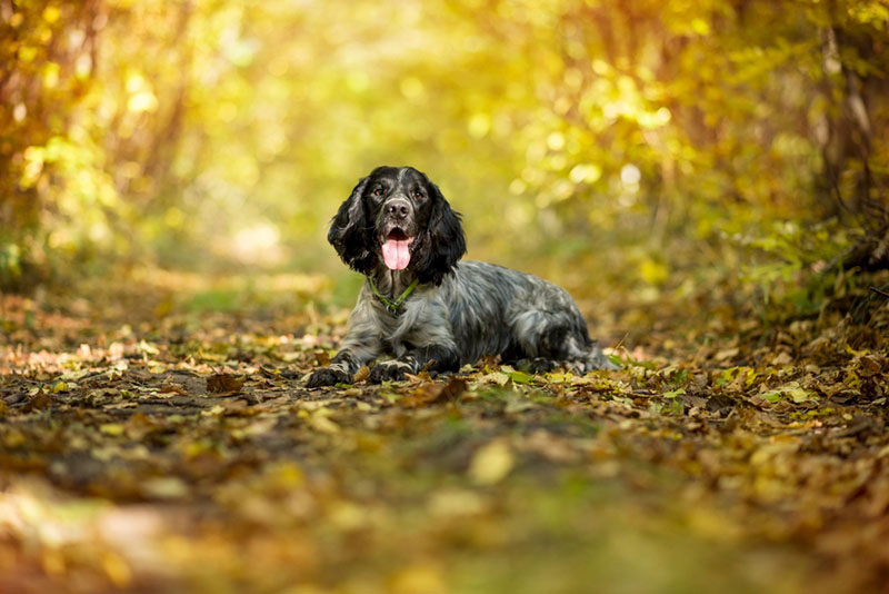 русский охотничий спаниель лежит на осенней листве