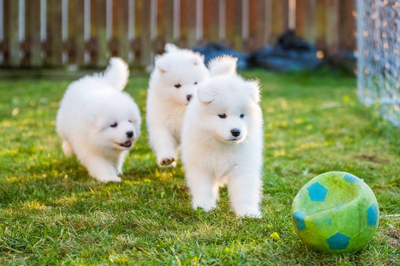 щенки самоедской собаки играют с мячиком