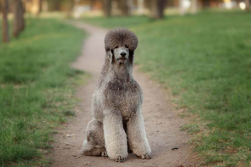 здоровый пудель