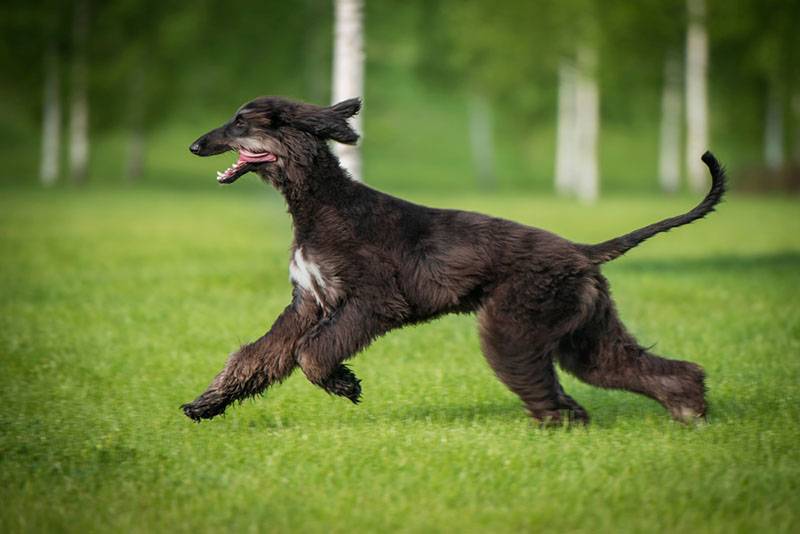 подросший щенок афганской борзой бежит по траве