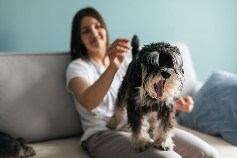 Цвергшнауцер с хозяйкой