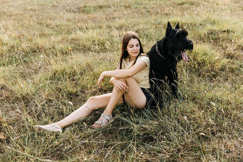 Ризеншнауцер сидит на траве с девушкой