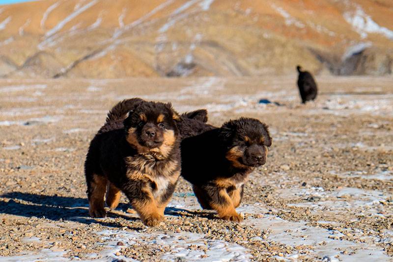 Два щенка бурят-монгольского волкодава