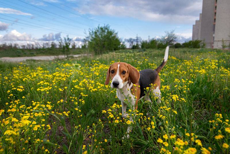 щенок эстонской гончей бежит по лужайке с желтыми цветами