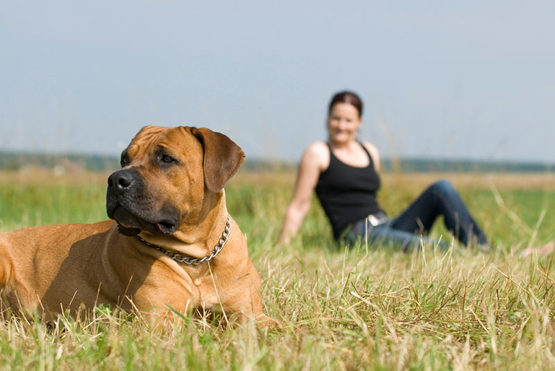 бурбуль с хозяйкой в поле