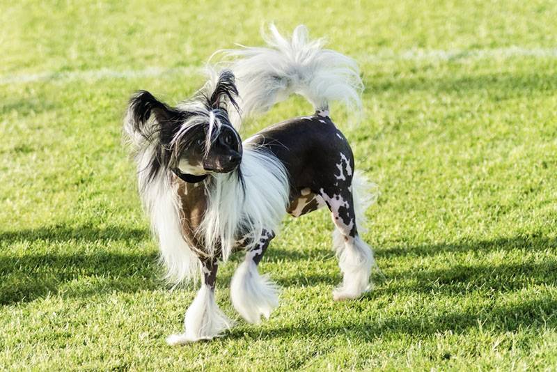 черно-белая китайская хохлатая собачка, стоящая на лужайке