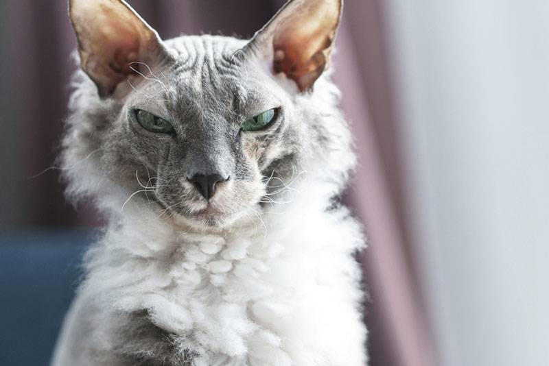 Донской сфинкс – бесшерстный кот