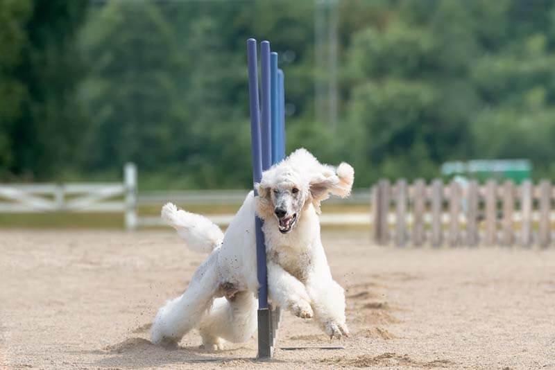 пудель на дрессировке