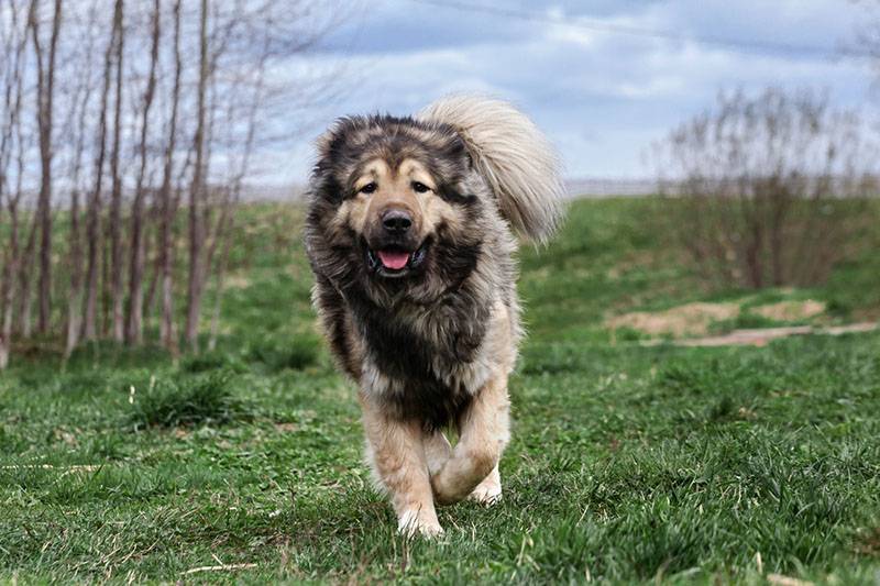 Кавказская овчарка: все о собаке, характер и фото породы