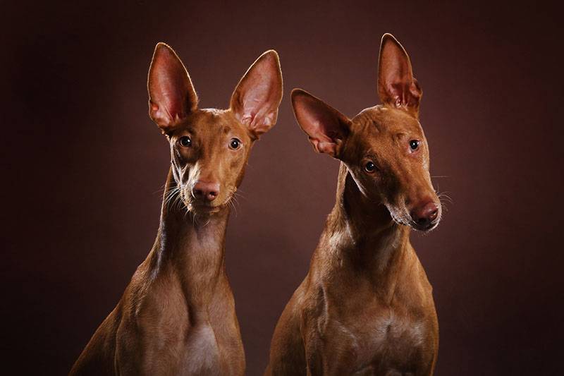 две фараоновы собаки с внимательным взглядом