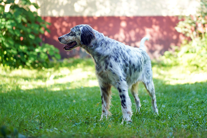 Английским сеттерам нужны длительные прогулки