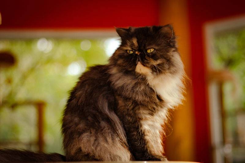 Одна из вариаций окраса персидской кошки