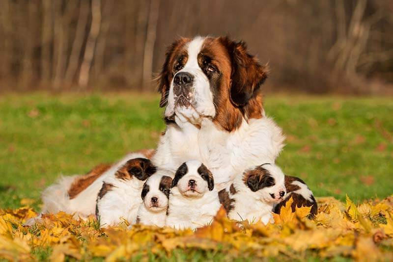 пять щенят сенбернара с мамой