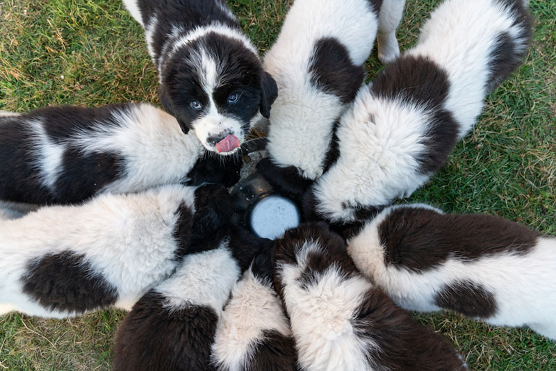 Чем кормить ландсиров?