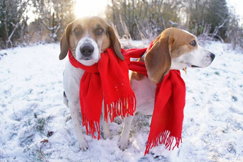 две эстонские гончие зимой в красном шарфе