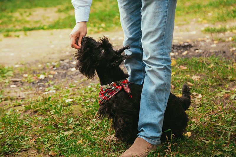 шотландский терьер ест корм из рук хозяйки