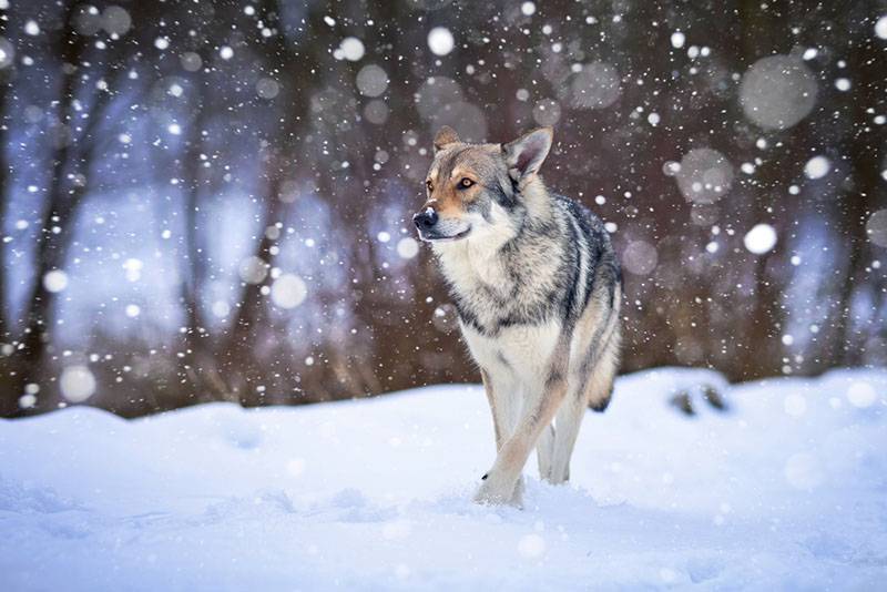 Волчья собака Саарлоса на красивой зимней фотографии