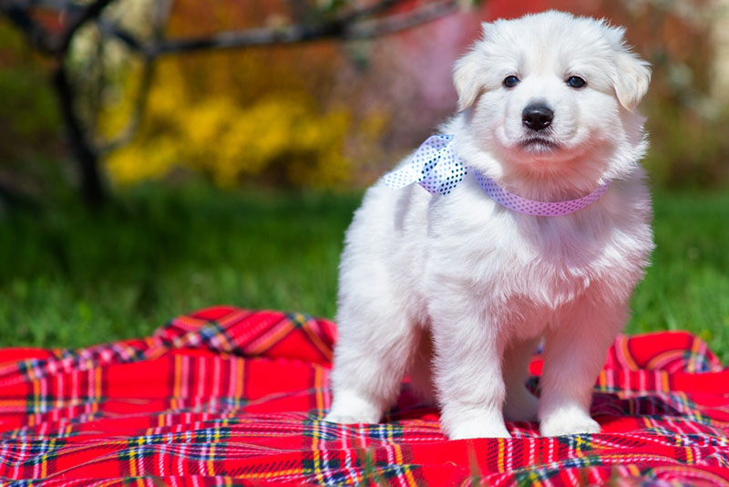 щенок белой швейцарской овчарки стоит на красном пледе
