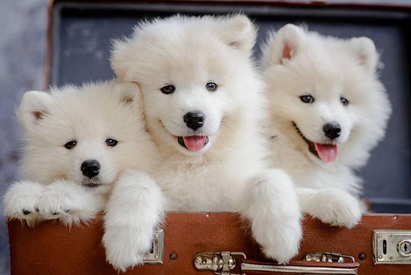 три щенка самоедской собаки сидят в чемодане