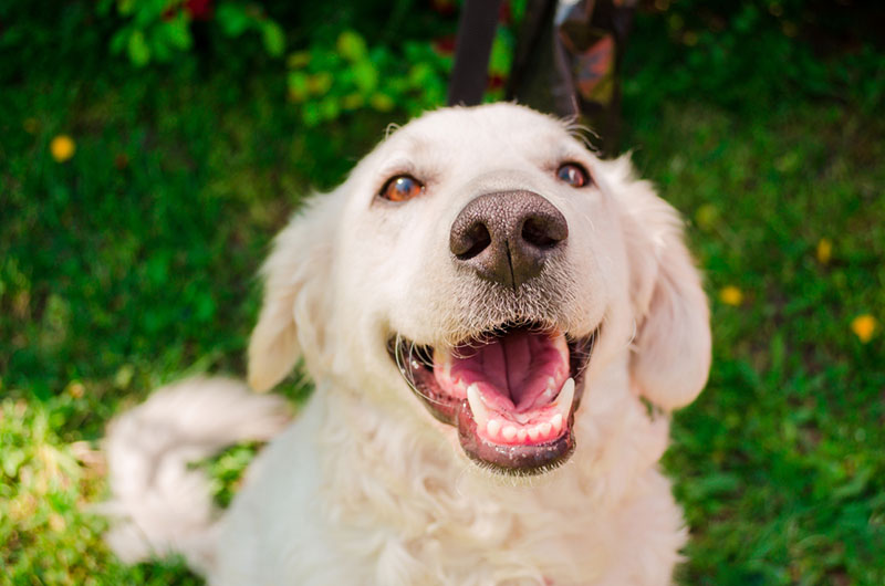 Кувас ждет угощения