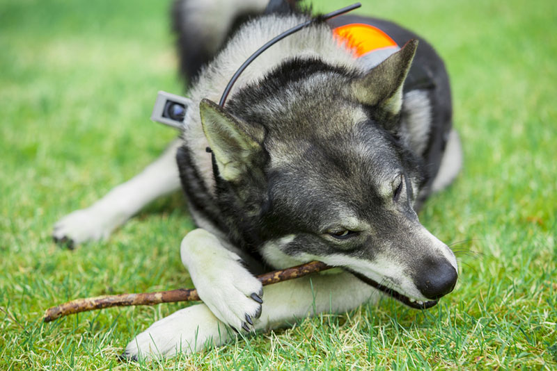 Лайка грызет палку