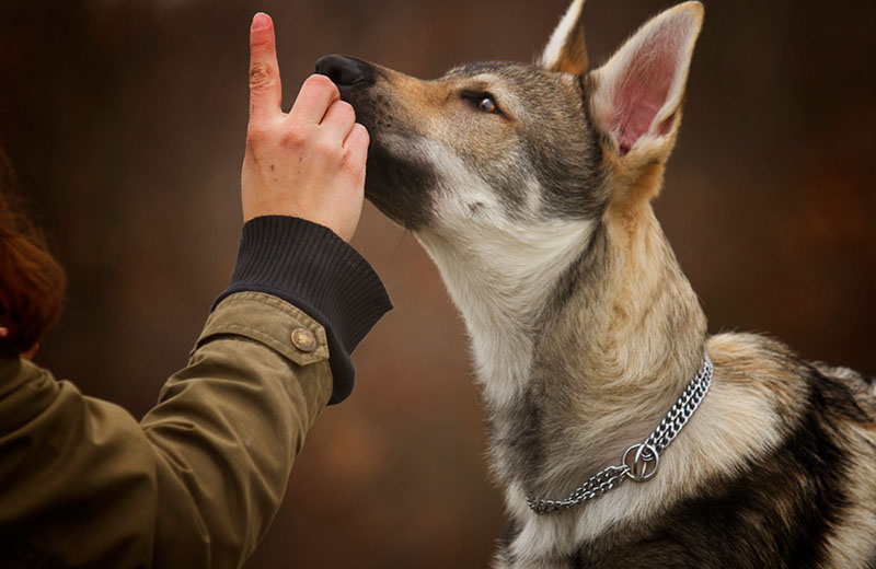 Какой нрав у чехословацкой волчьей собаки?