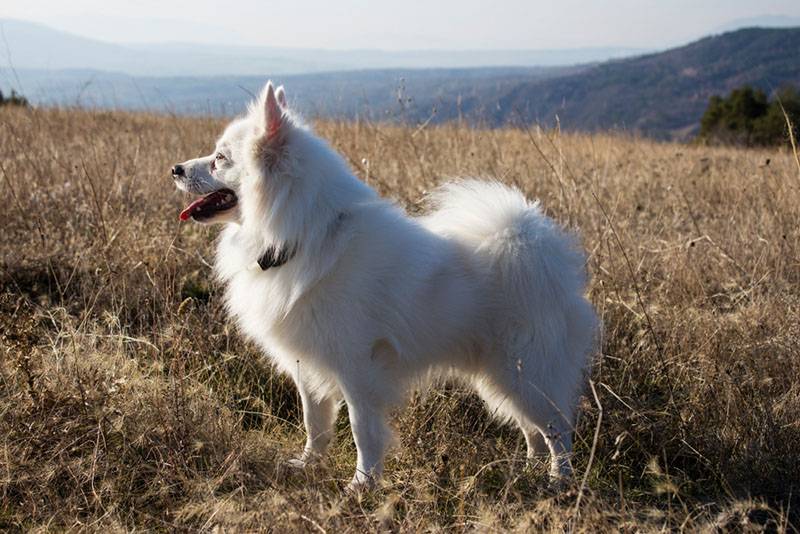 Американская эскимосская собака осенью