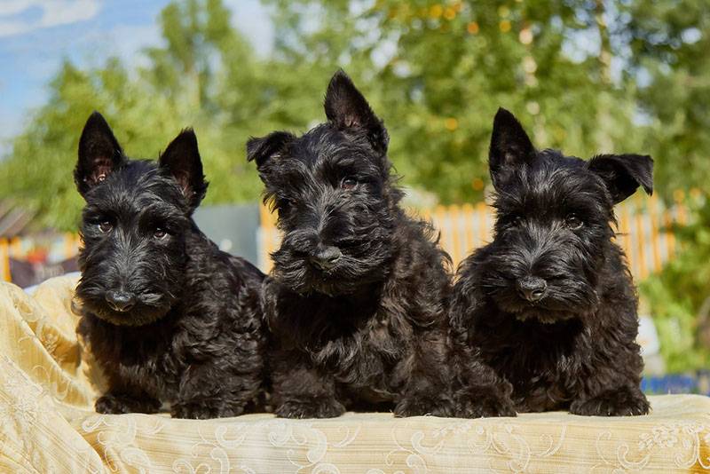 три черных щенка шотландского терьера