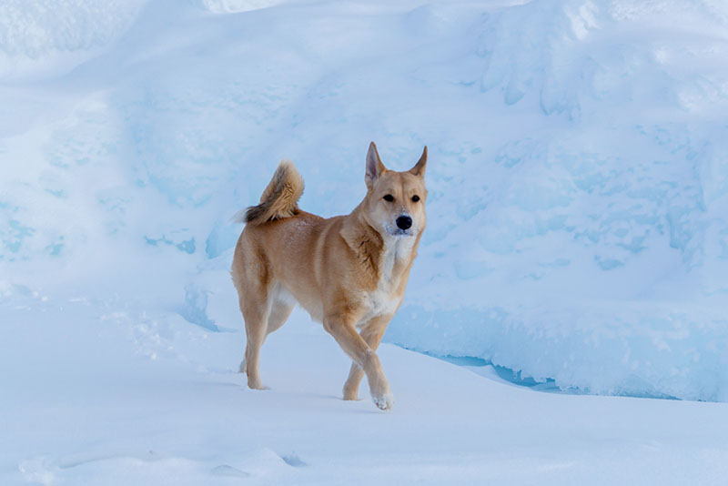 Какой нрав у ханаанской собаки?