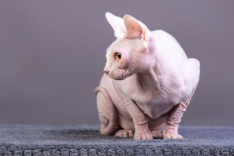 Донской сфинкс – кот без шерсти