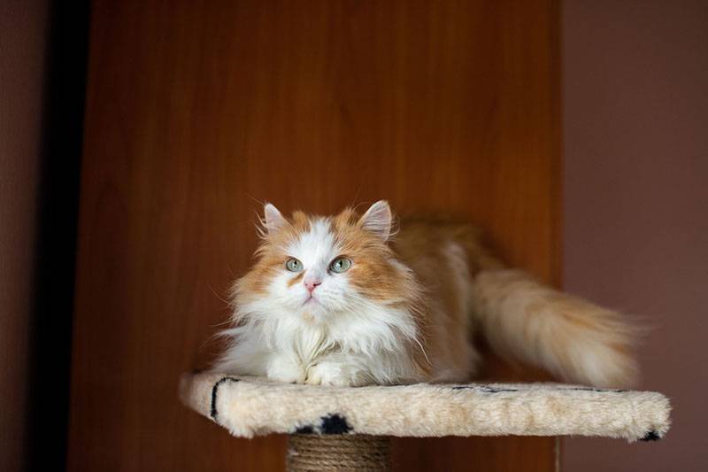 Рыжий персидский кот