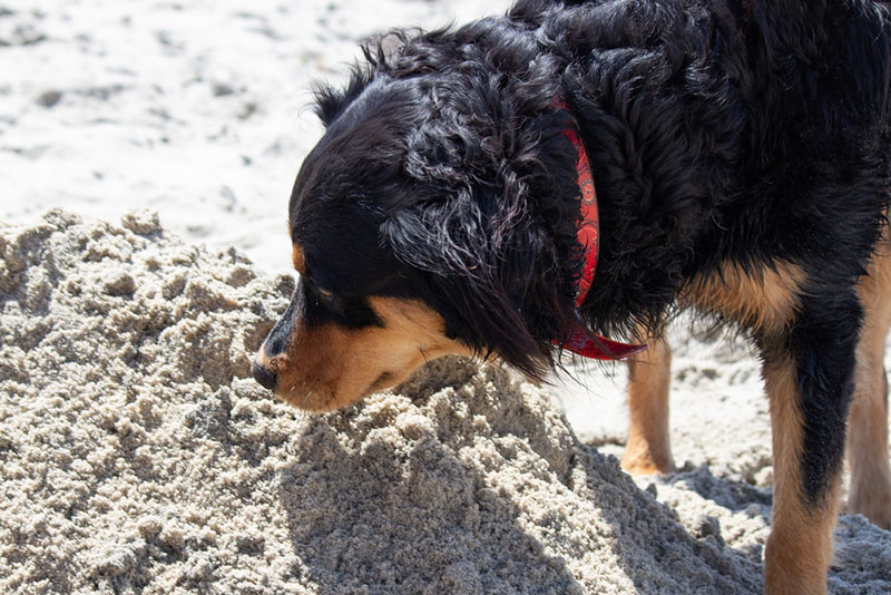 Чем кормить активную английскую овчарку?