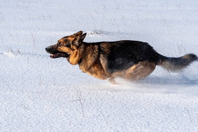 Немецкая овчарка бежит по снегу