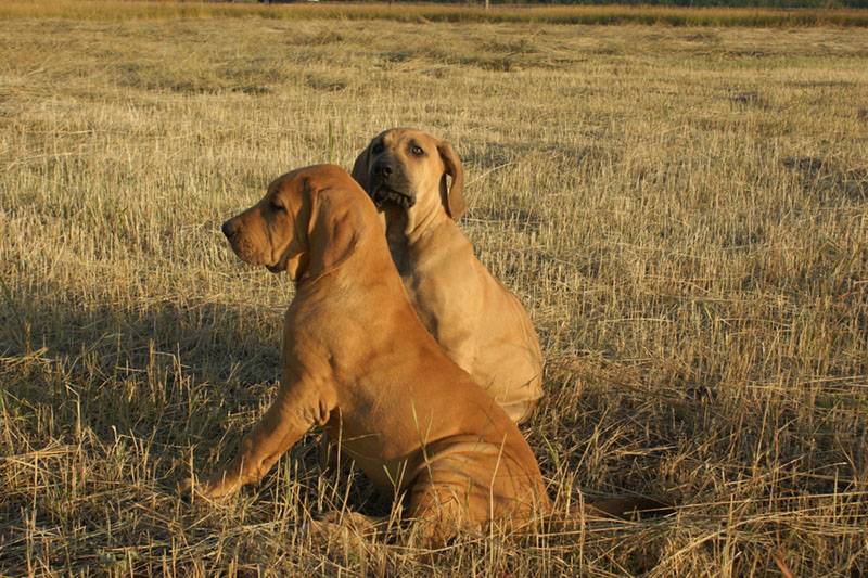 Два взрослеющих щенка фила бразилейро