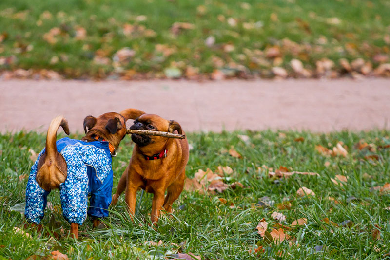 собаки породы пти брабансон играют в осеннем парке