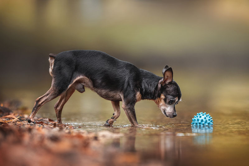 русский той-терьер играет с мячиком в воде