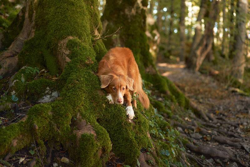 Новошотландский ретривер в лесу
