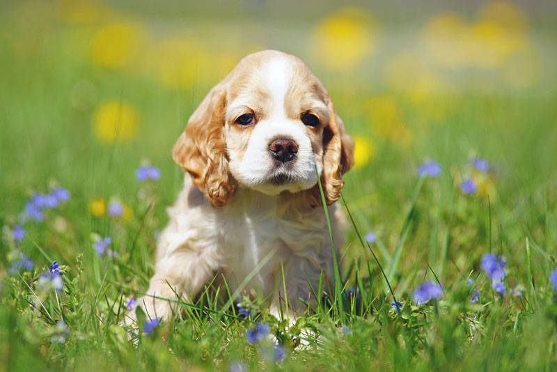 щенок американского спаниеля сидит на цветочной поляне