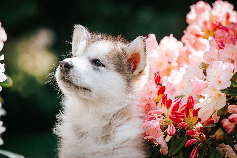 щенок аляскинского маламута возле цветов