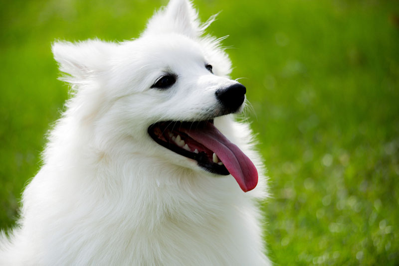 Белоснежный эскимосский шпиц