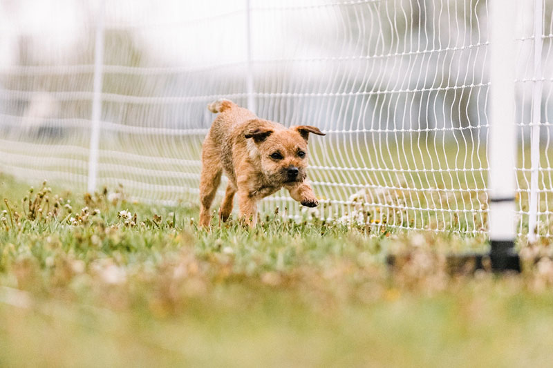 Бордер-терьер подойдет для активных людей